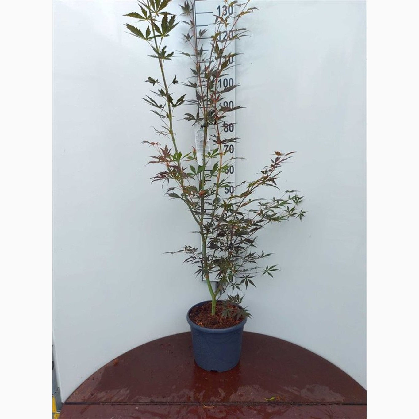 Japansk lönn – Acer pal. 'Sumi-nagashi' - C10 80-100 CM